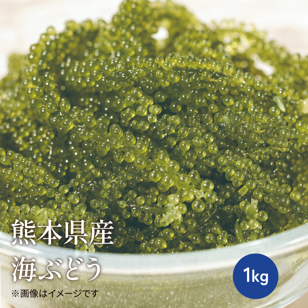 熊本県産　海ぶどう1kg【常温】
